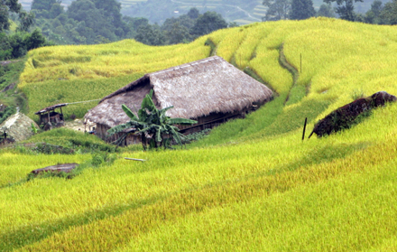 Gorgeous harvest season in Hoang Su Phi, Ha Giang province